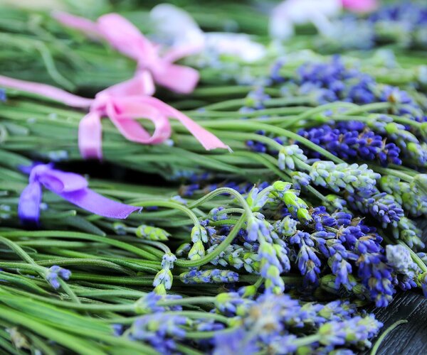 Fresh lavender bunches tied with ribbon